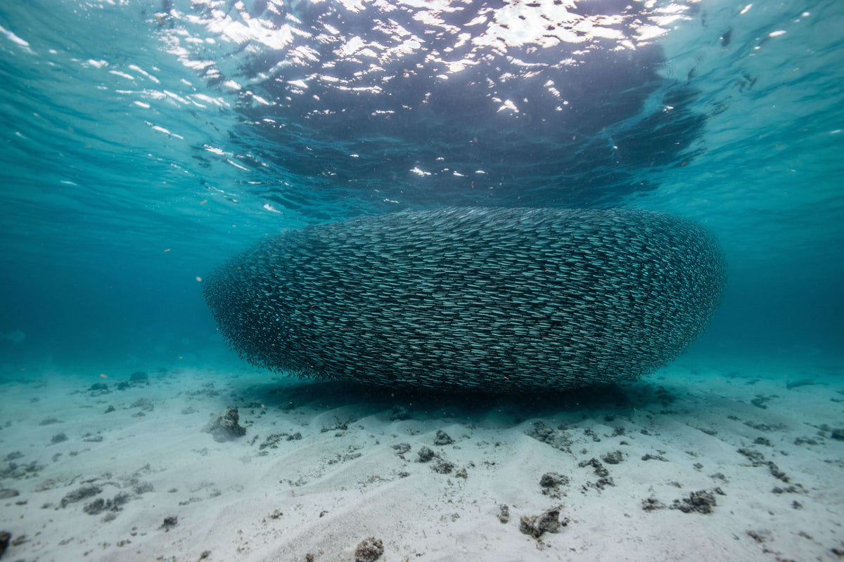 The Bait Ball, up close