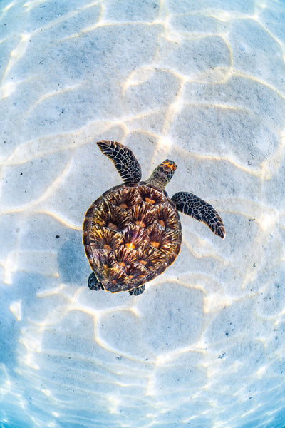 The Bright Turtle