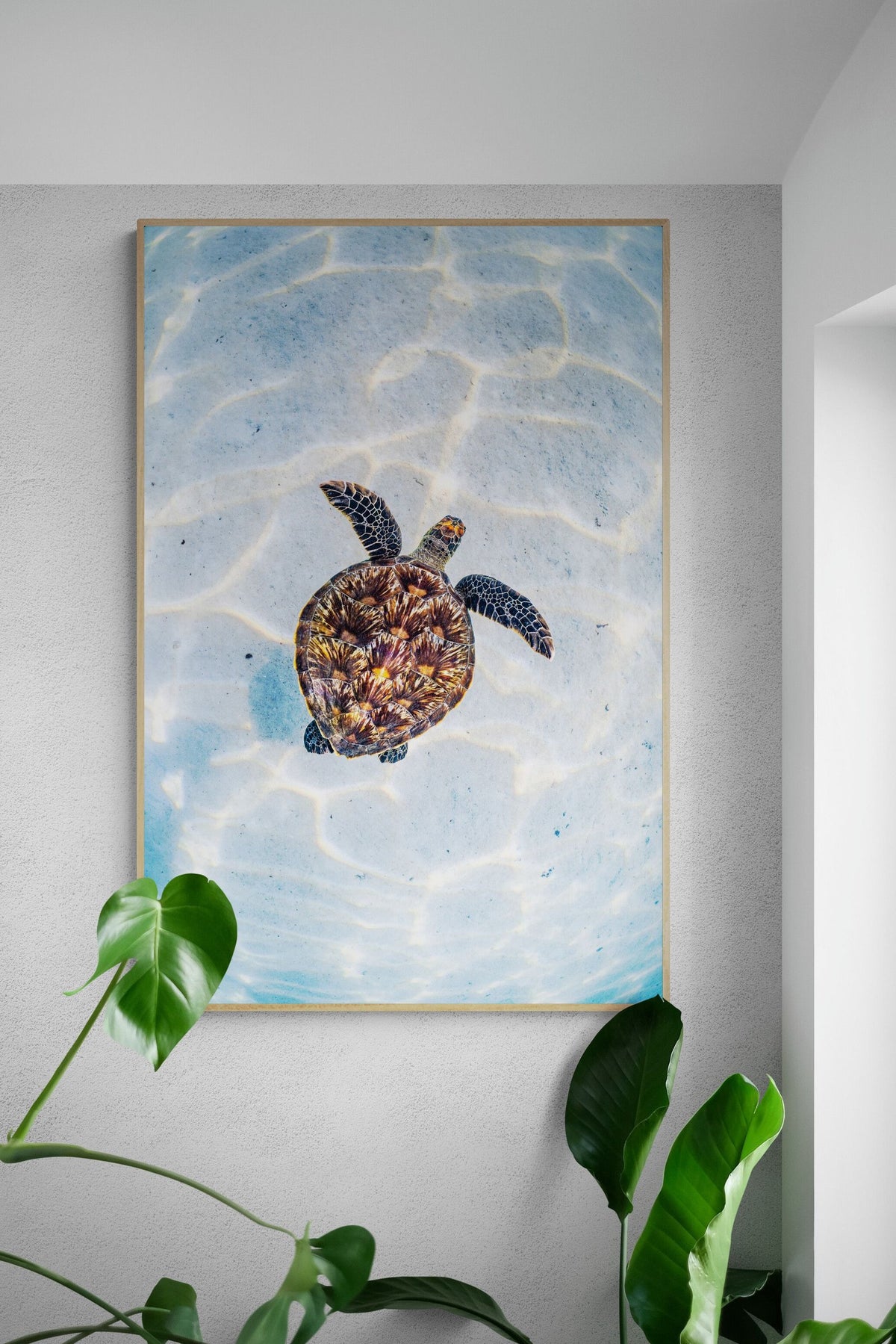 The Bright Turtle in a room