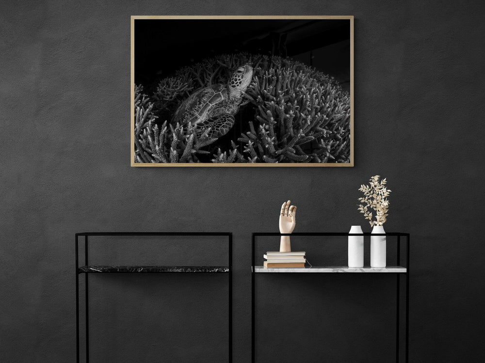 The Dark Turtle in a room