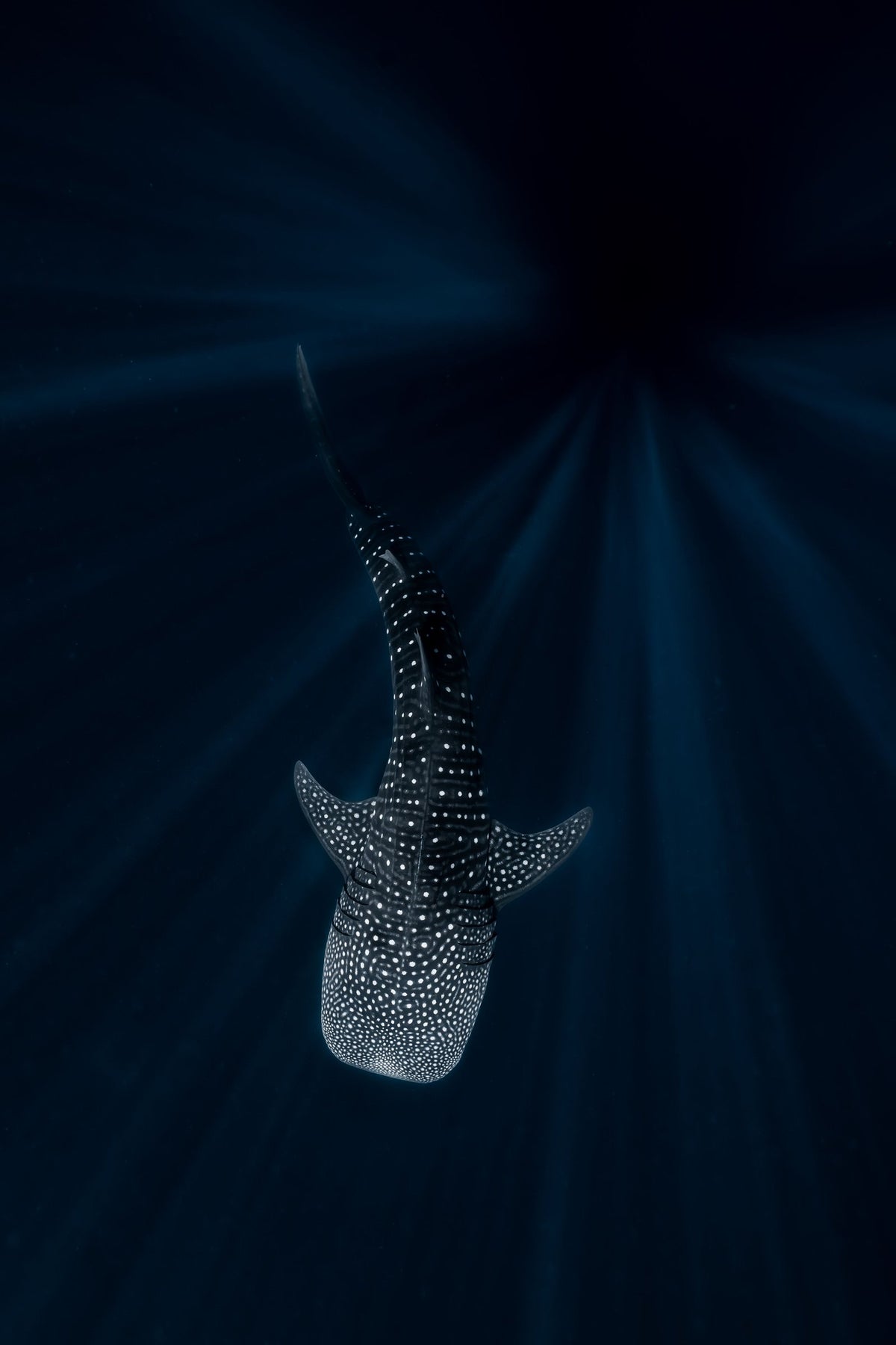The Deep Blue, up close