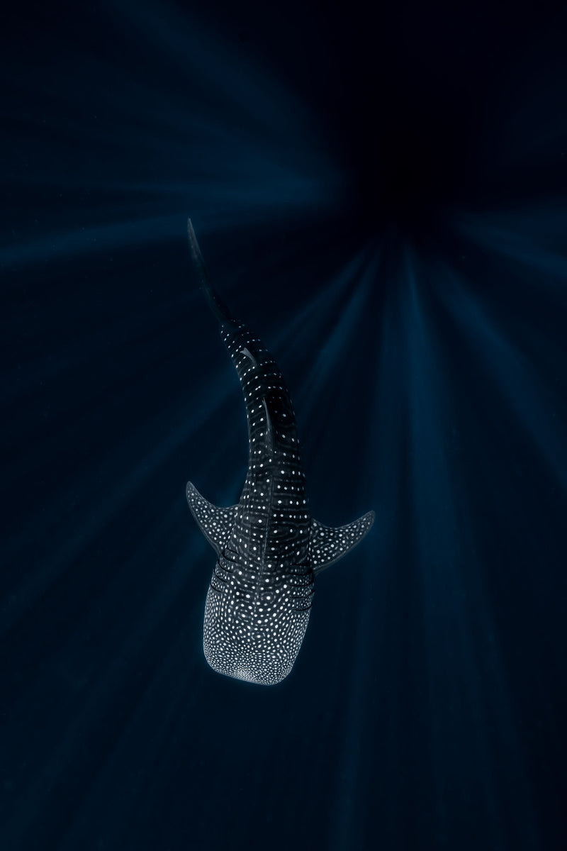 The Deep Blue