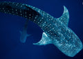Underwater