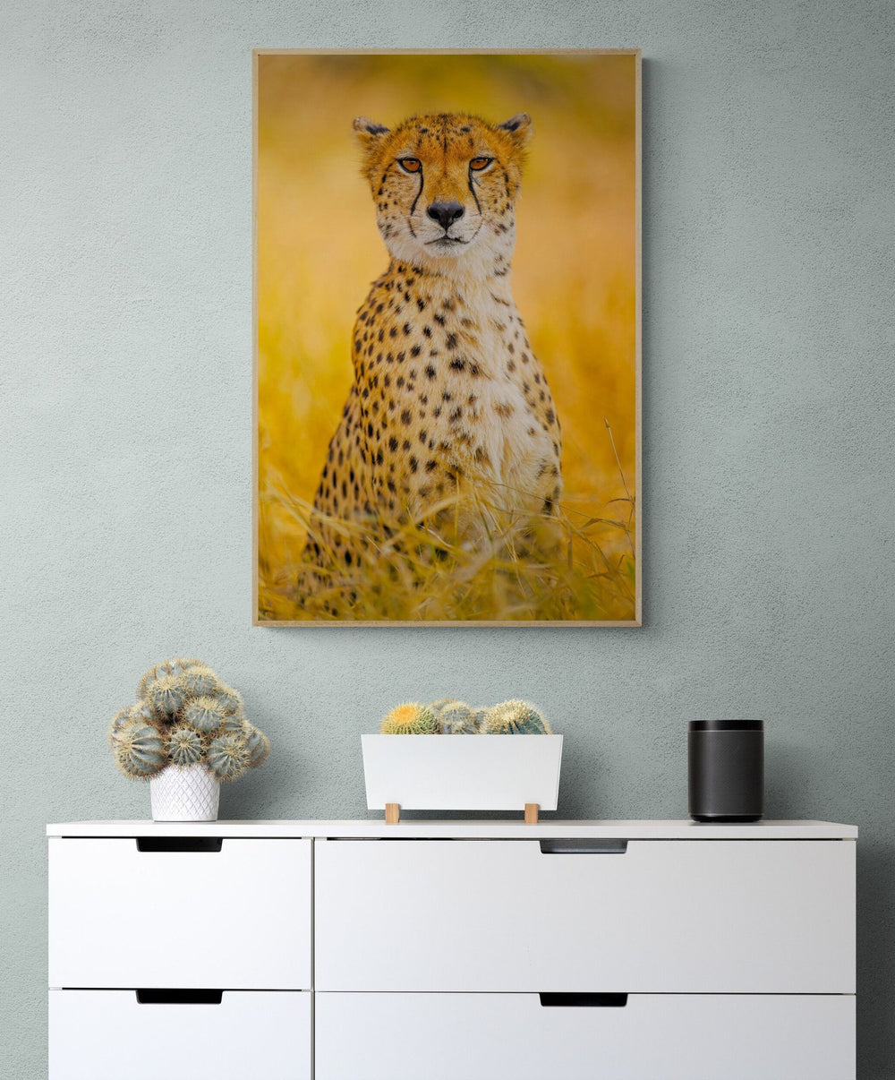 The Elegant in a room