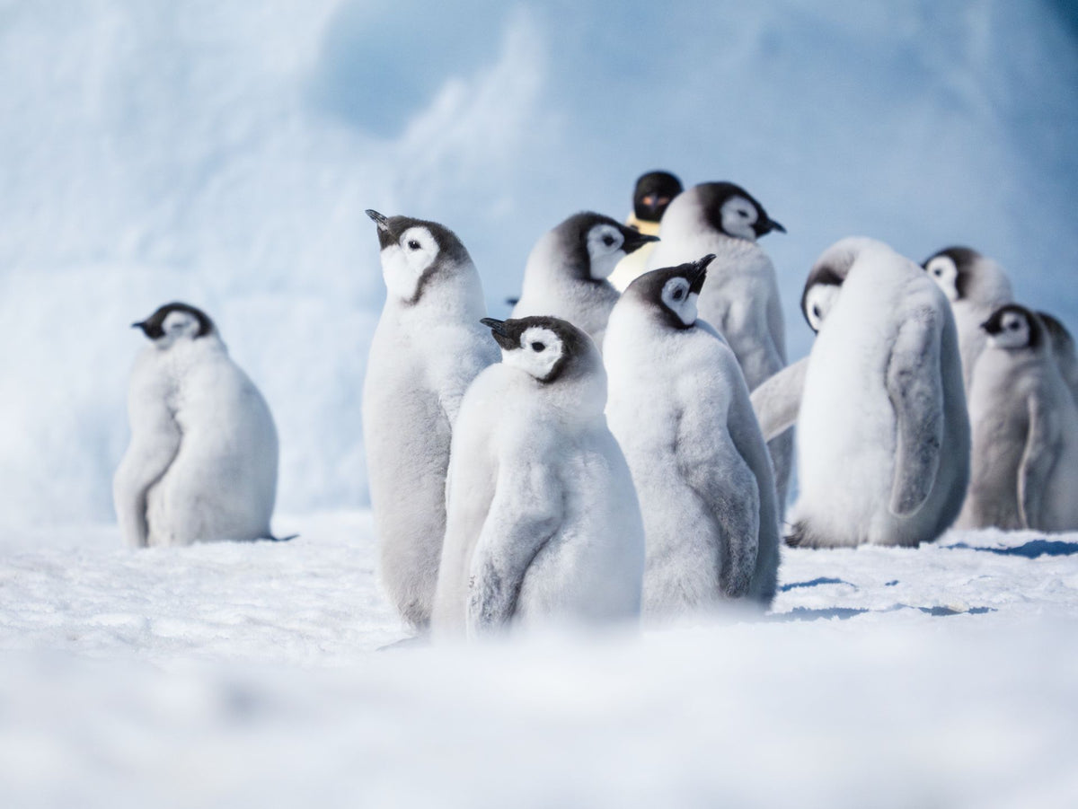 The Gathering, up close