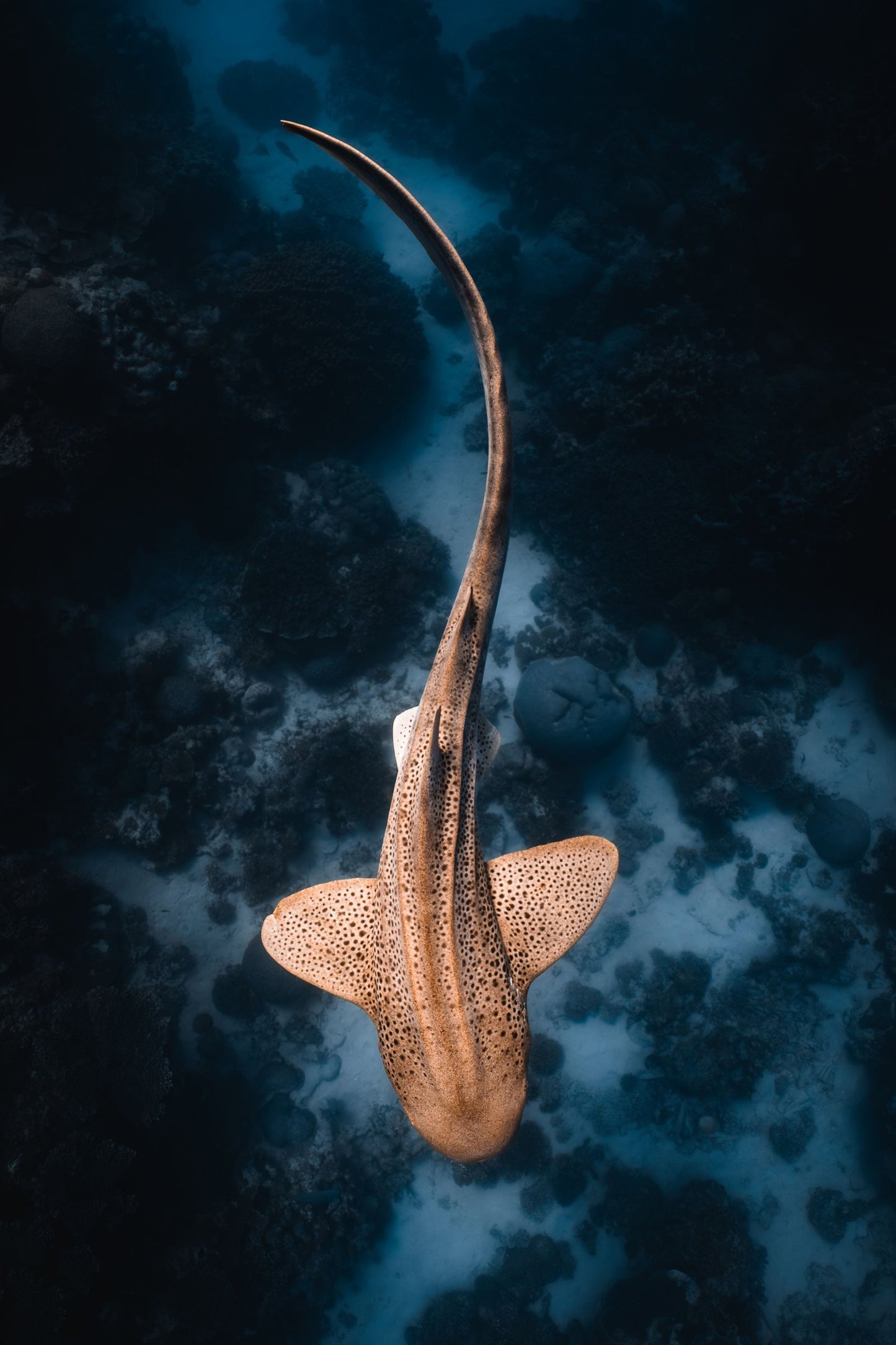 The Graceful