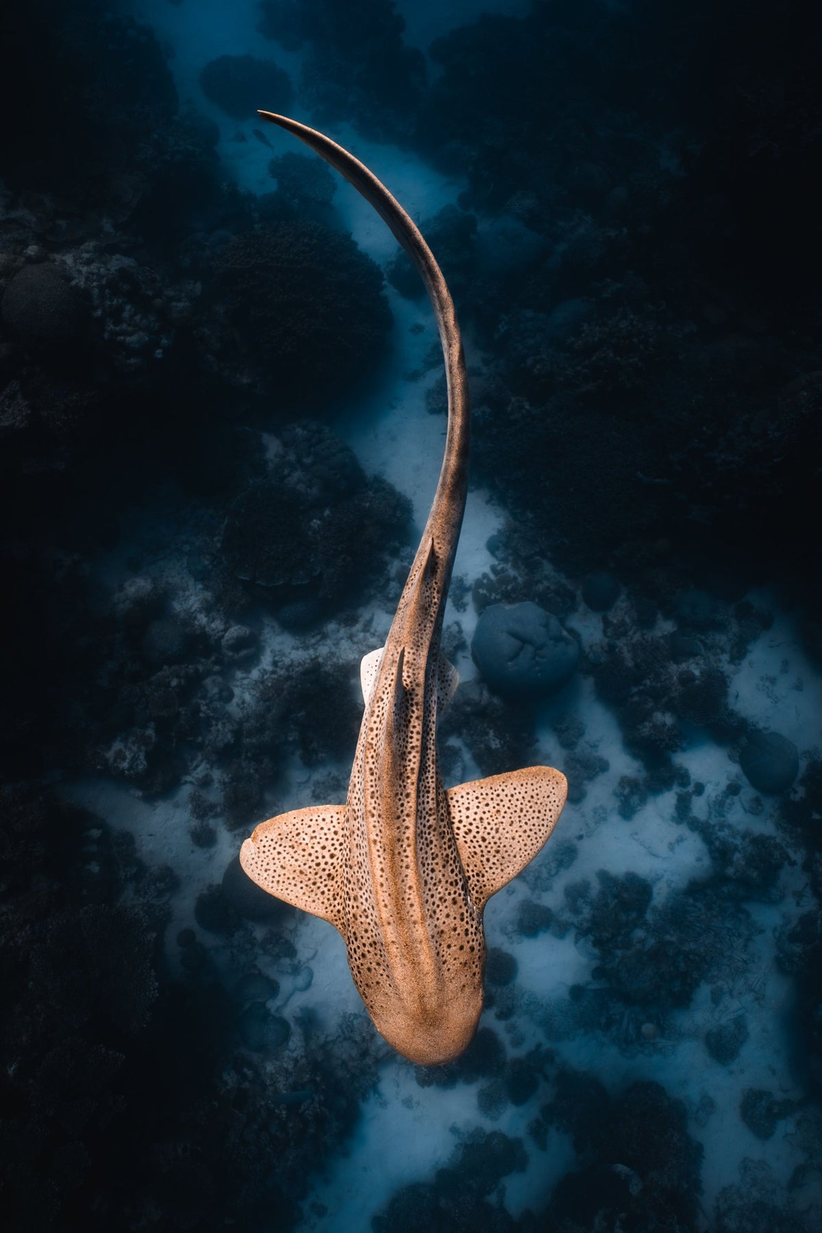 The Graceful, up close