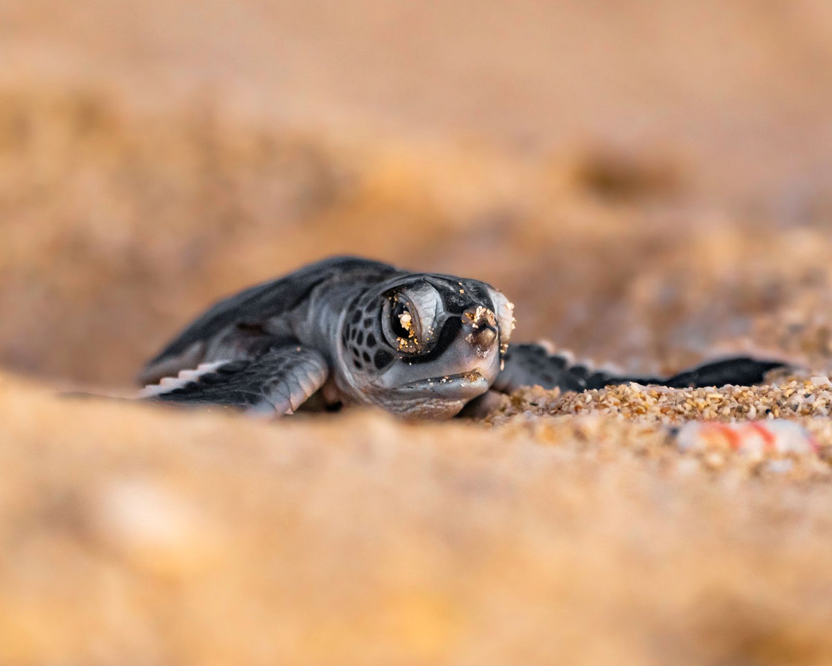 The Hatchling, up close