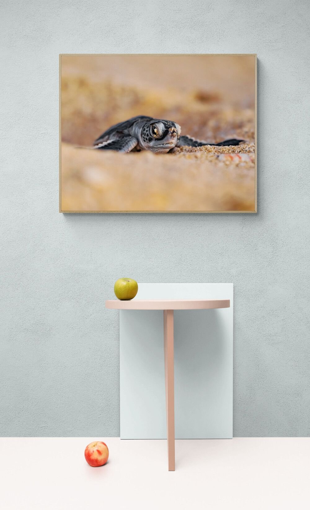 Sea turtle art print — The Hatchling by Ollie Clarke — view 4 in a room
