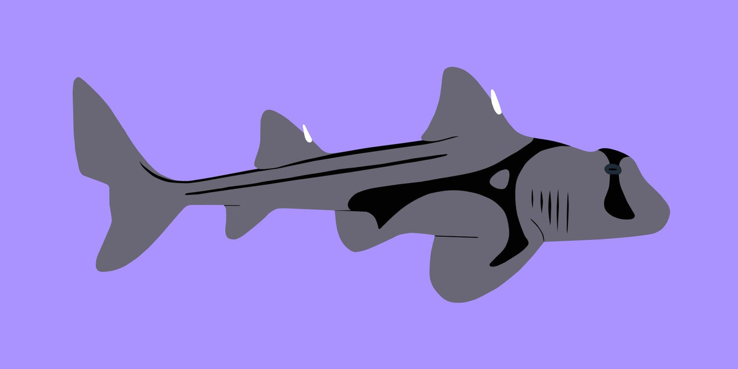 The Jackson Shark