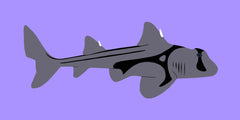 The Jackson Shark