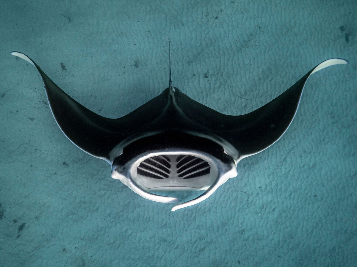 The Manta, up close