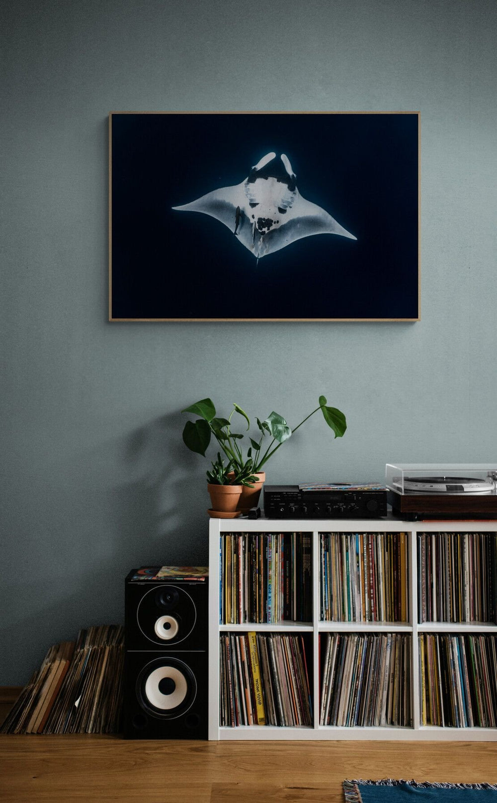 Manta ray art print — The Oceanic Stream by Ollie Clarke — view 4 in a room