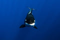 Underwater
