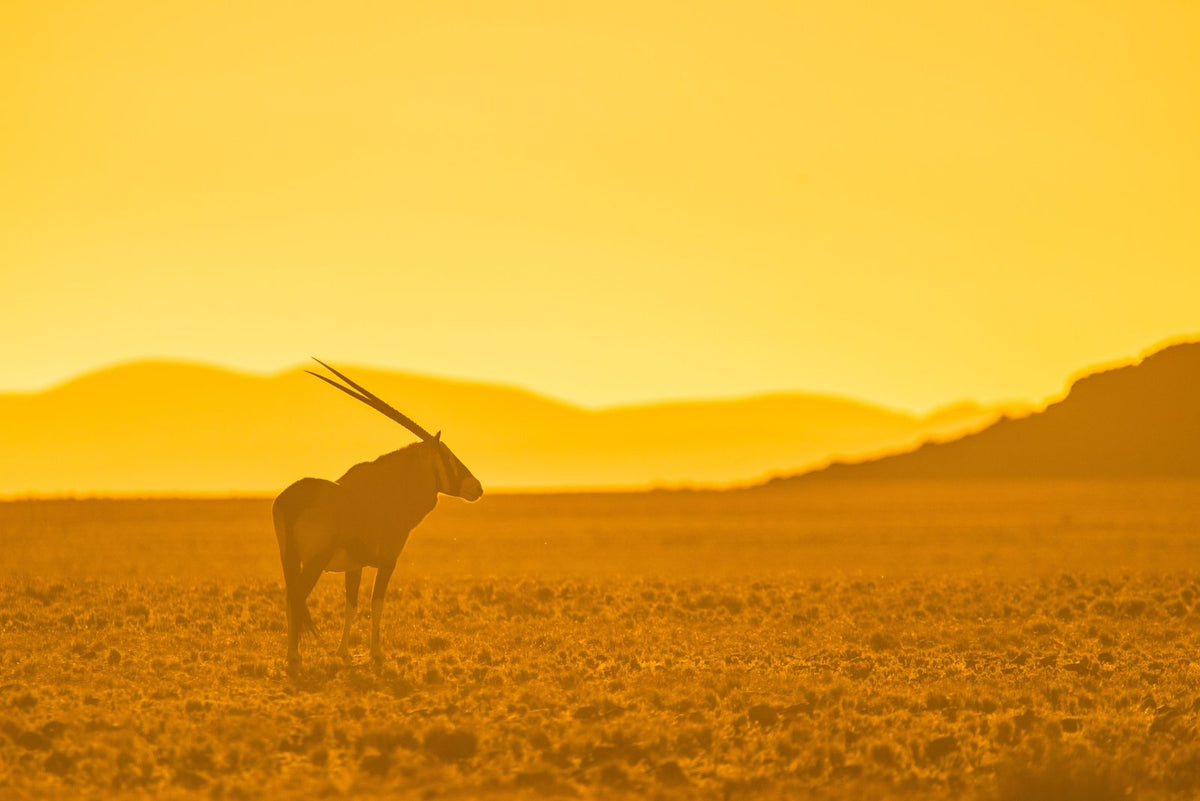 The Oryx, up close