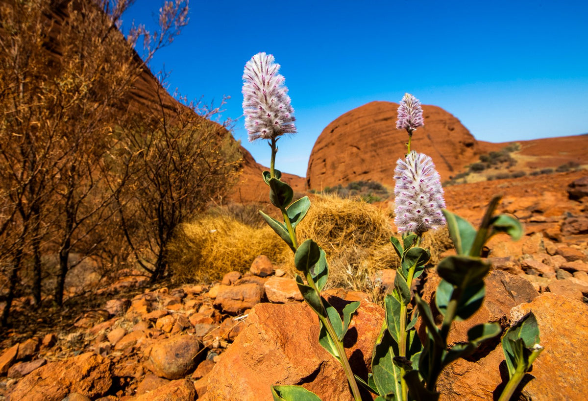 The Outback, up close