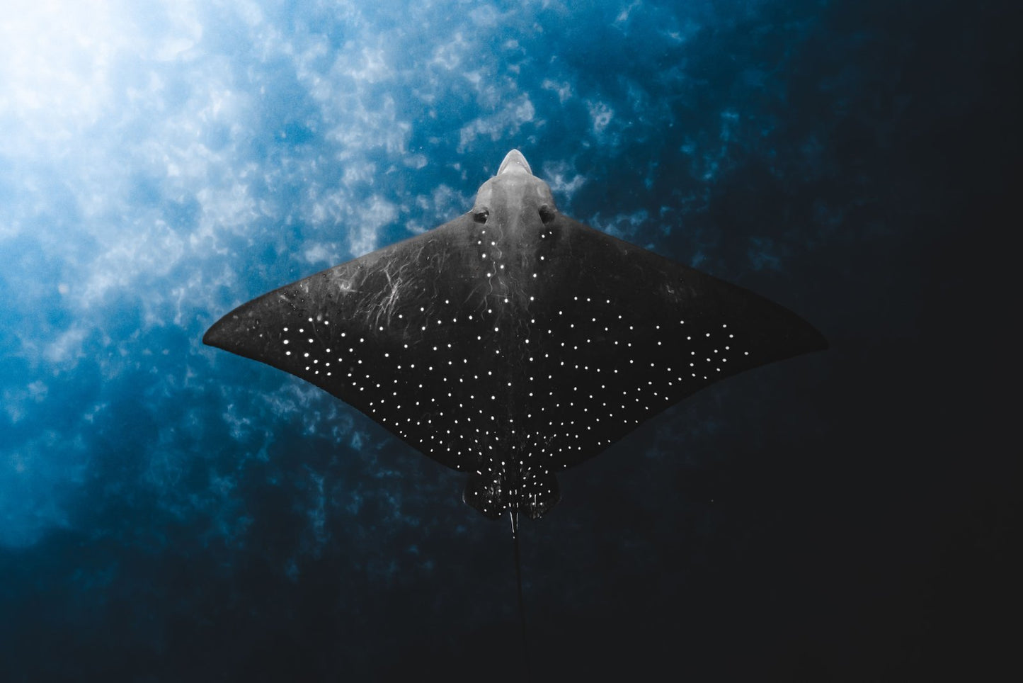 Daniel Nicholson - The Ray - GeoChange