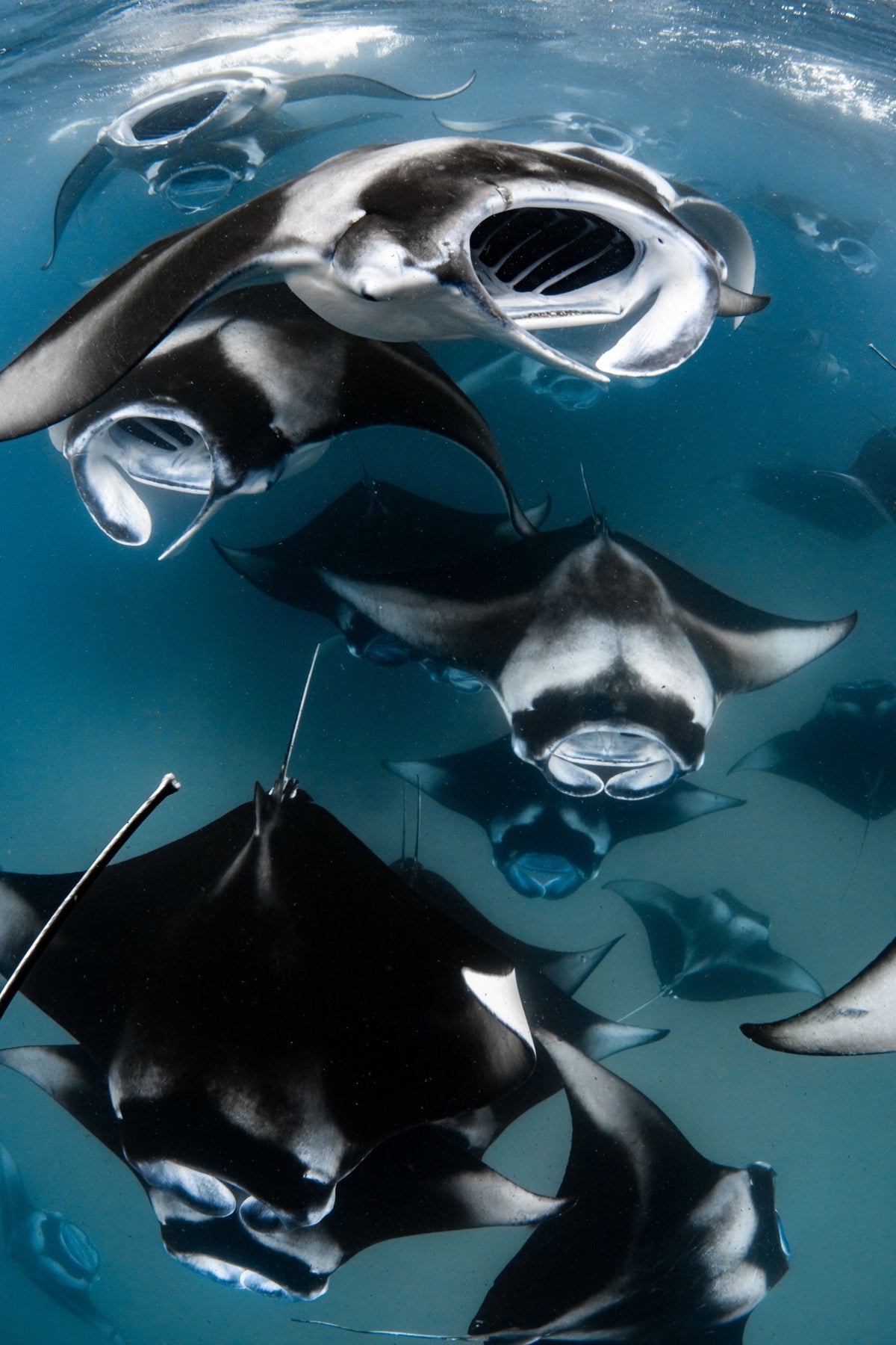 The Rays, up close