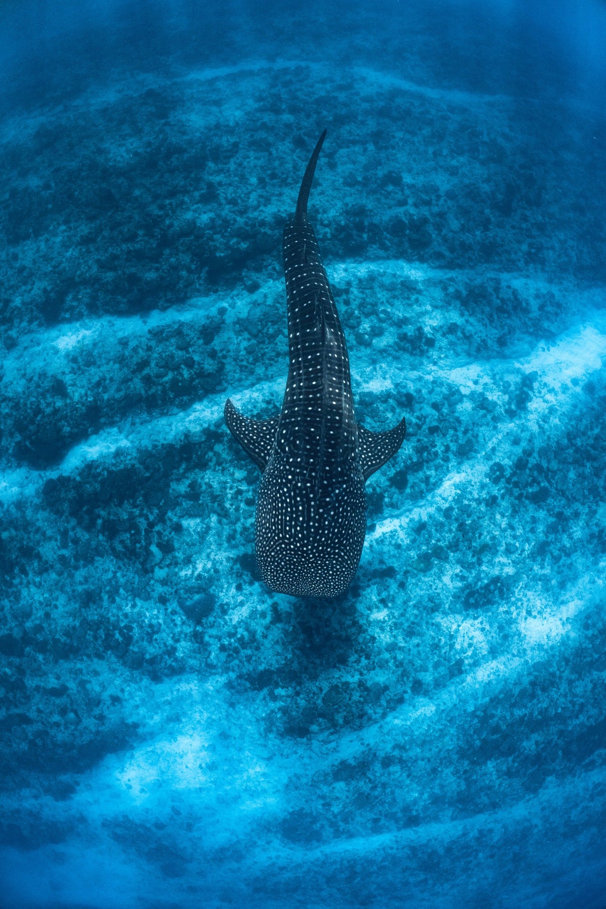 The Relaxing, up close
