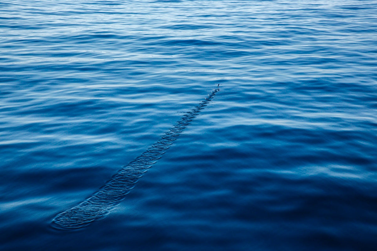 The Ripple, up close
