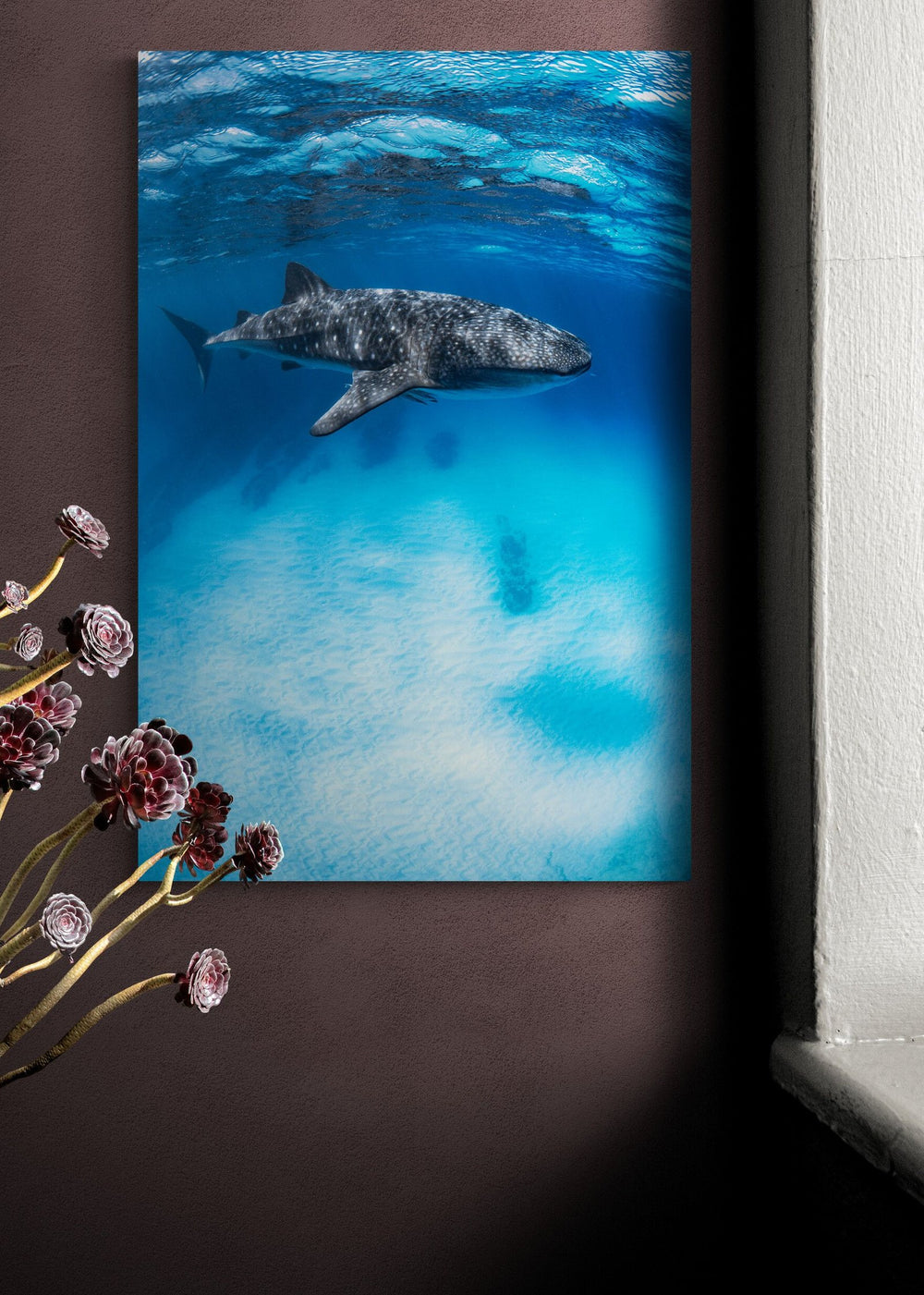 Whale shark art print — The Sensitive by Ollie Clarke — view 4 in a room