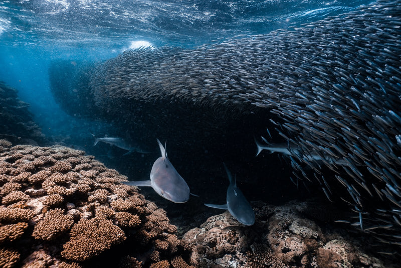 The Shark Alley