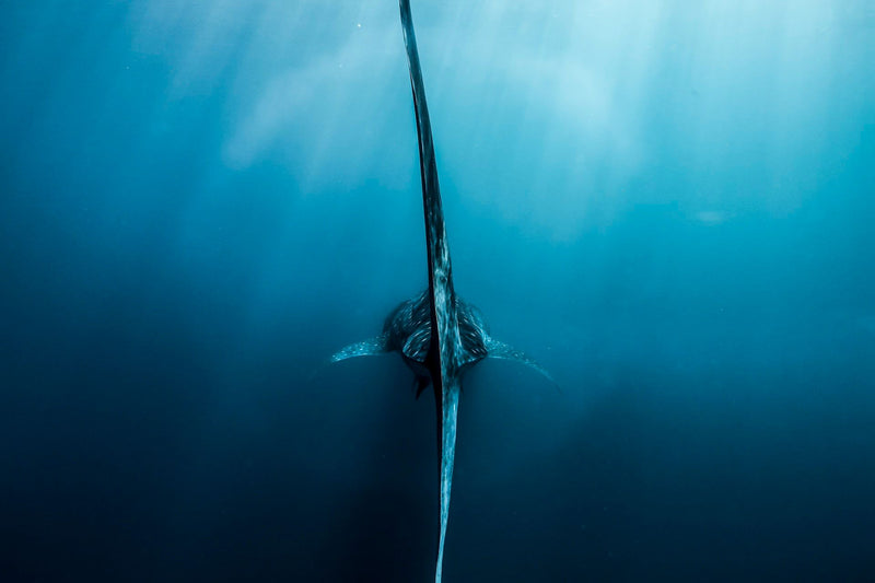 The Shark Tail