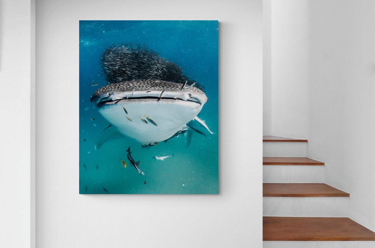 Whale shark art print — The Smile by Jake Wilton — view 2 in a room