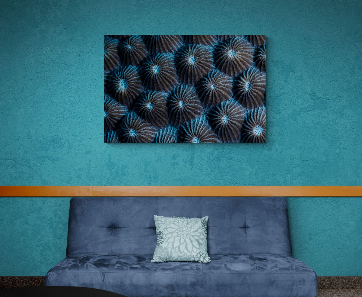 The Soft in a room