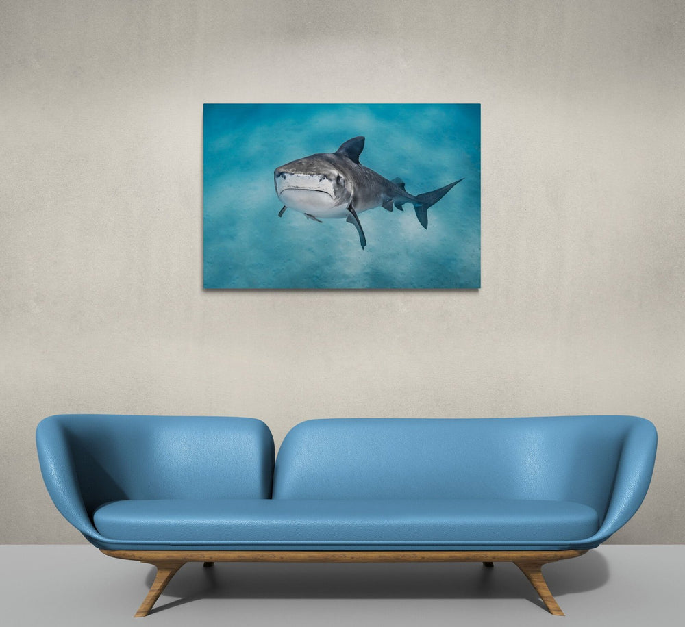 Shark art print — The Stare by Jake Wilton — view 4 in a room