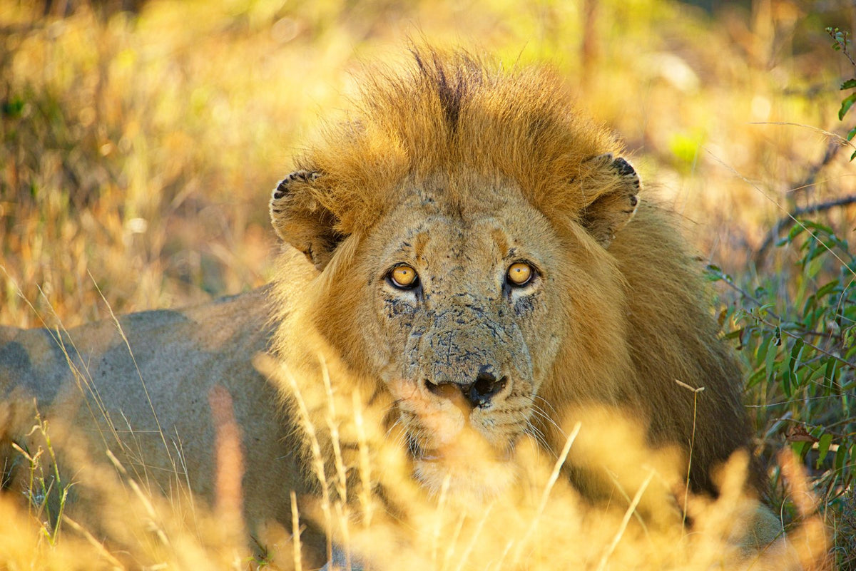 The Stare, up close