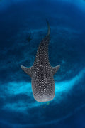 Underwater