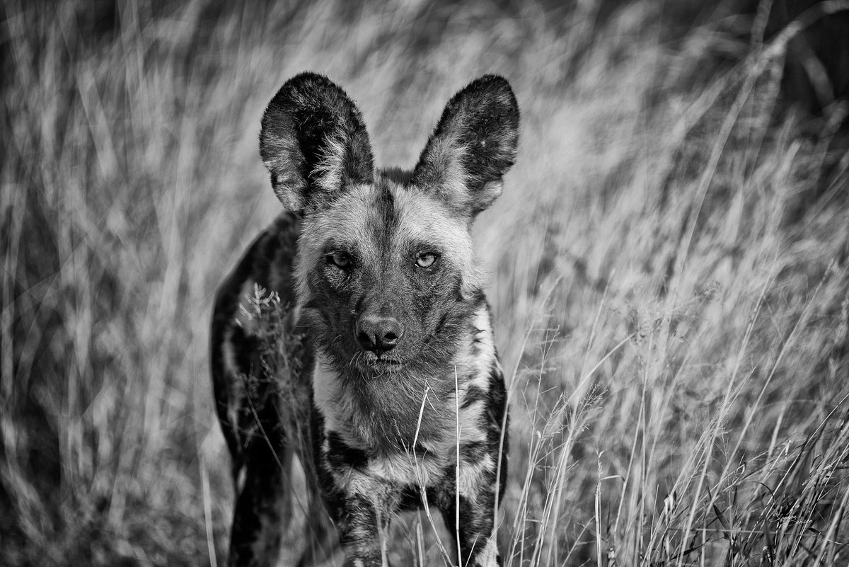 The Wild Dog, up close