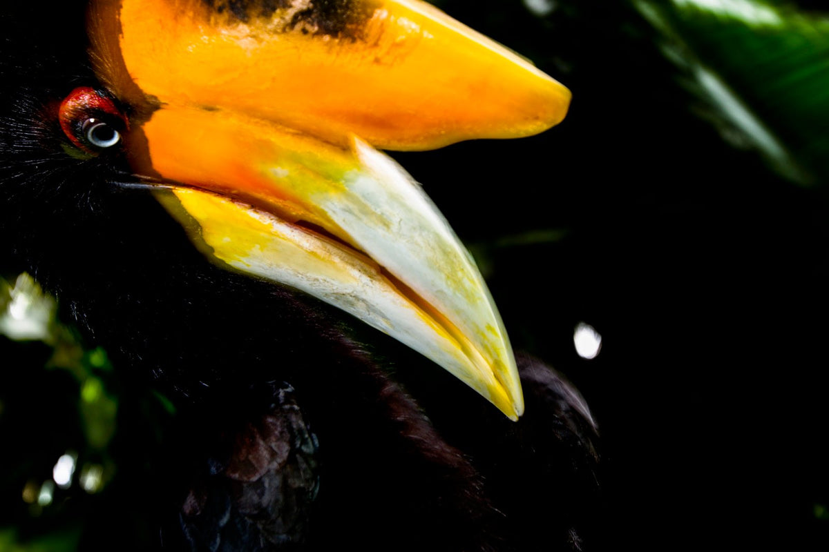 The Wise, up close