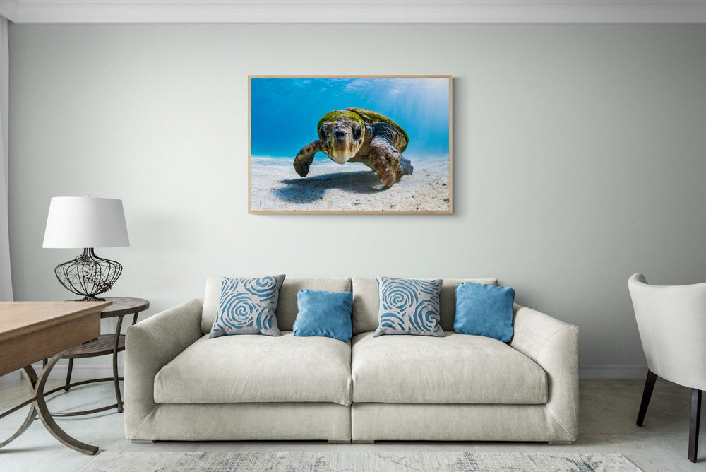 Sea turtle art print — The Wonderful by Jake Wilton — view 4 in a room