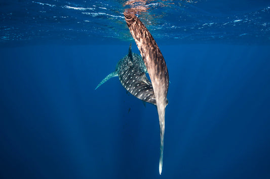 Andre Rerekura: The Ocean's Lens, Capturing the Depths Above and Below