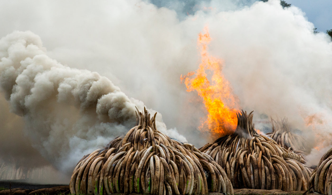 Seized ivory tusks, stacked and burning