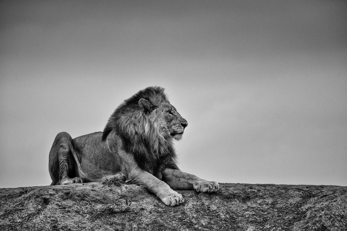The King