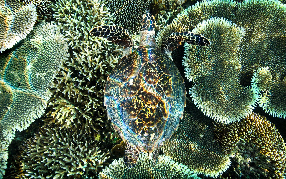 The Beauty, up close