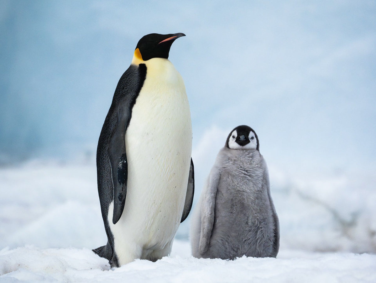 The BodyGuard