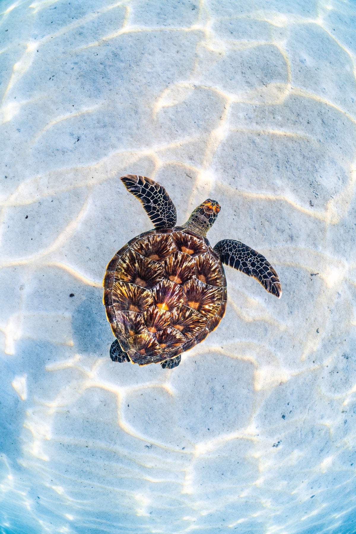 The Bright Turtle, up close