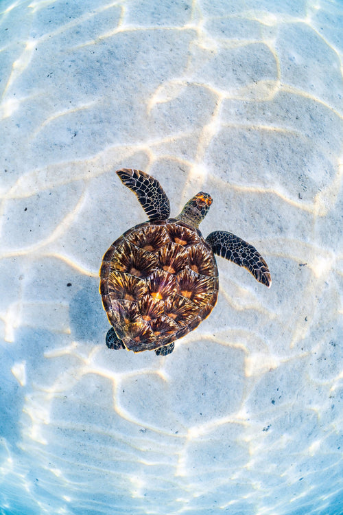 The Bright Turtle