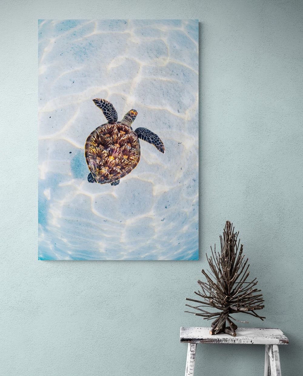 The Bright Turtle in a room