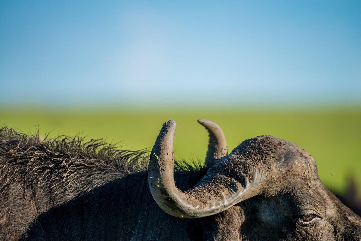 The Buffalo, up close
