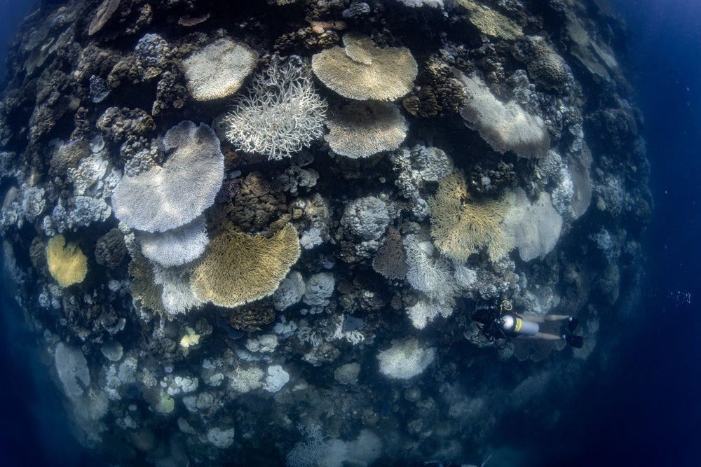 The Corals on fine art paper, framed in dark oak