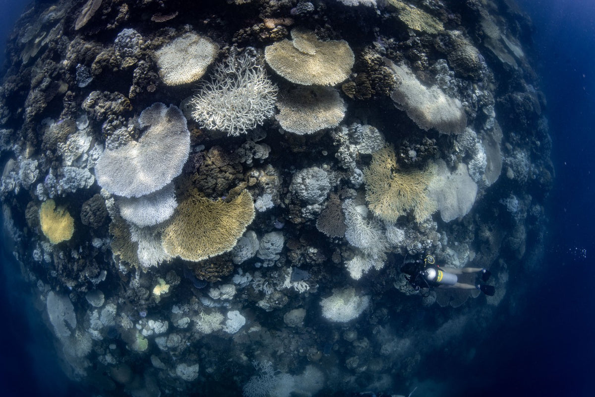 The Corals, up close