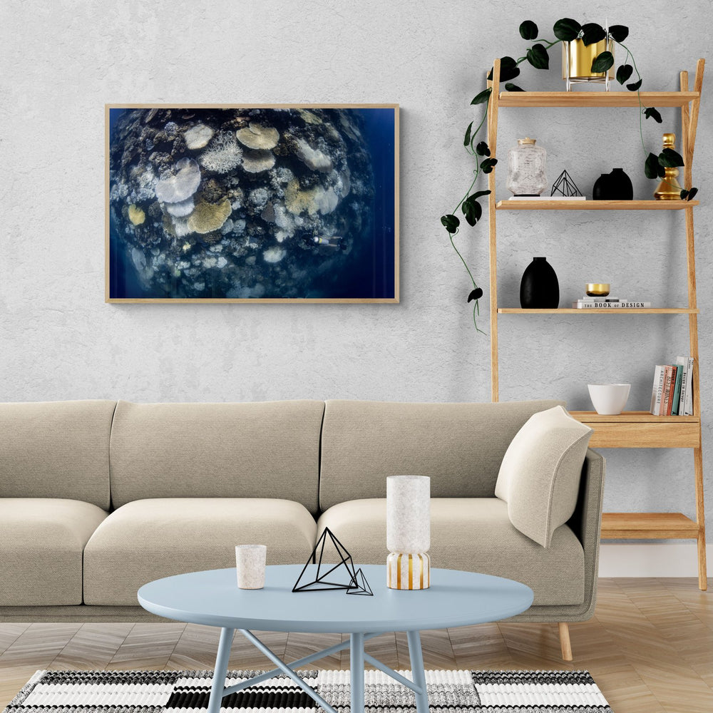 The Corals in a room