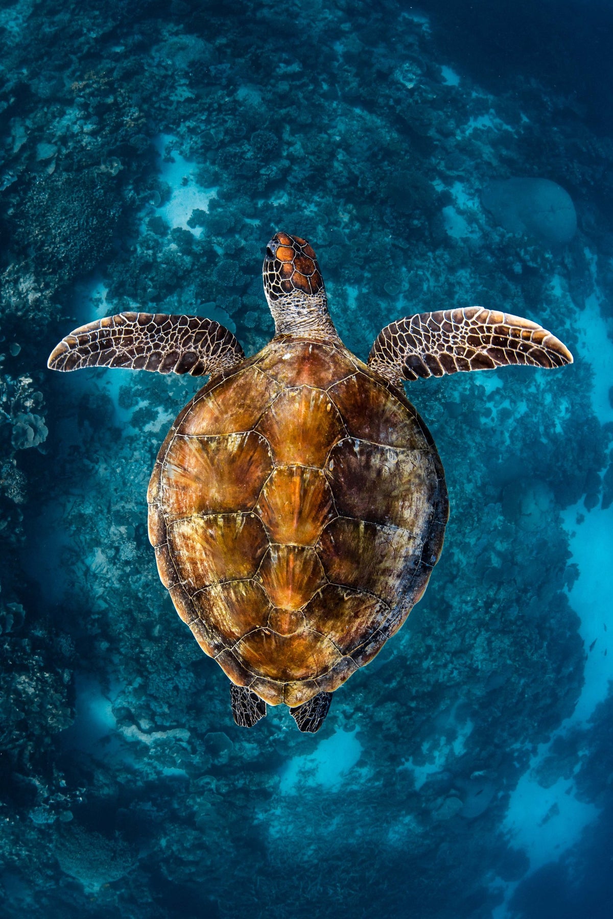 The Cruising, up close