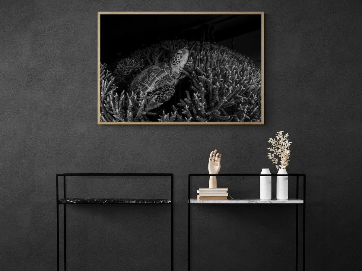 Sea turtle art print — The Dark Turtle by Jake Wilton — view 3 in a room