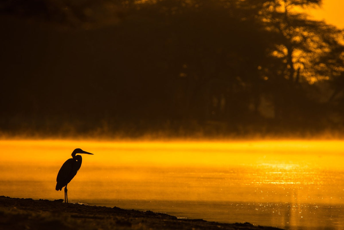 The Dawn, up close